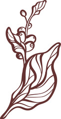 Coffee branch, bean. Engraving outline leaves, tree in bloom. Sketch for cafe design