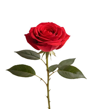Red rose with leaf and bunch isolated on transparent background