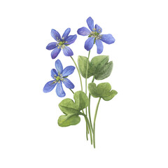 Bouquet with flowers of the blue Anemone hepatica (Hepatica nobilis, liverleaf, liverwort, kidneywort, pennywort). Watercolor hand drawn painting illustration isolated on a white background. - 755488777