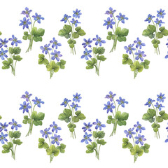 Border, seamless pattern with flowers of the blue Anemone hepatica (Hepatica nobilis, liverleaf, liverwort, kidneywort, pennywort). Watercolor hand drawn illustration isolated on white background - 755490369