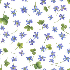 Seamless pattern with flowers of the blue Anemone hepatica (Hepatica nobilis, liverleaf, liverwort, kidneywort, pennywort). Watercolor hand drawn illustration isolated on white background - 755490983