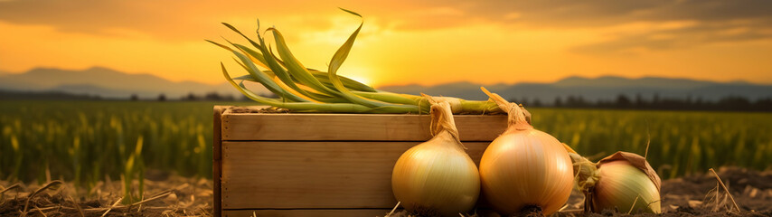 Yellow onions harvested in a wooden box with field and sunset in the background. Natural organic fruit abundance. Agriculture, healthy and natural food concept. Horizontal composition, banner. - obrazy, fototapety, plakaty