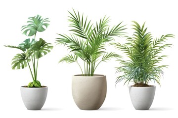 Three potted plants are shown in a row, with one of them being a palm tree. The plants are all in white ceramic pots, and they are arranged in a way that creates a sense of balance and harmony