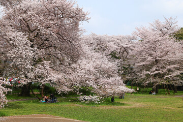 春たけなわの砧公園。満開の桜。	
