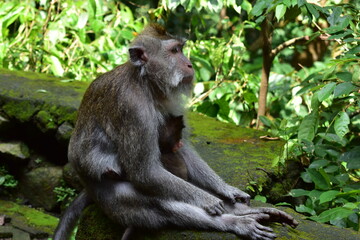 Naklejka na ściany i meble Monkey Forest Indonesia Bali