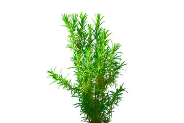Green fresh rosemary plant isolated on transparent white background. Big rosemary twig. PNG 