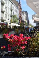 Fototapeta na wymiar Beautiful flowers on the background of the street.