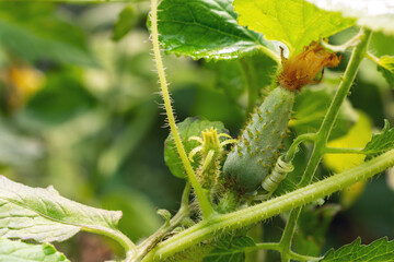 A small green cucumber grows on a branch in a vegetable garden in a greenhouse in summer