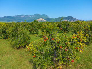 Drone view of trees with ripe pomegranate fruits against the background of mountains on a sunny day. Rows of pomegranate trees with ripe fruits on the branches in the garden