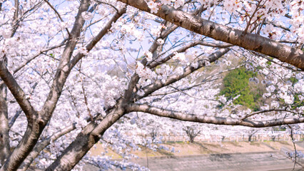 Obraz premium 桜並木のある公園の風景（横長サイズ）