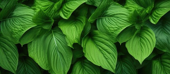 This close-up shot showcases the detailed texture of a green leafy plant. The veins on the leaf, the vibrant green color, and the overall health of the plant are all clearly visible in this image.