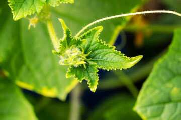 Lush green cucumber foliage growing in a greenhouse in summer