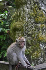 Monkey Forest Indonesia Bali