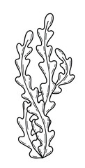 Vector hand drawn illustration of seaweed in outline style isolated on white background