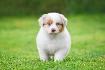 Australian Shepherd Aussie puppy of red merle color on a green background in the spring garden - obrazy, fototapety, plakaty
