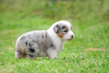 Blue merle Australian Shepherd puppy runs through the grass in the spring garden