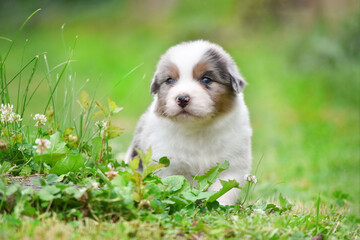 Blue merle Australian Shepherd puppy runs through the grass in the spring garden