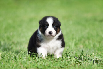 Naklejka na ściany i meble Australian Shepherd Aussie puppy of black and white tricolor color in the spring garden against a background of green grass
