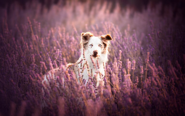 Border collie in lavender field, summertime, flowers