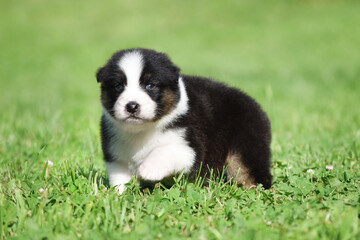Naklejka na ściany i meble Australian Shepherd Aussie puppy of black and white tricolor color in the spring garden against a background of green grass