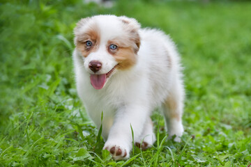 Obraz premium Australian Shepherd Aussie puppy of red merle color on a green background in the spring garden