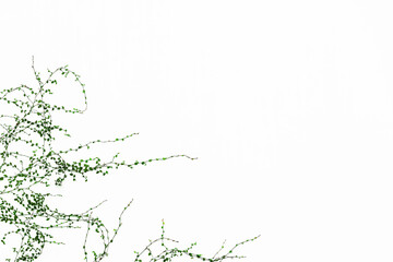 green vines on white background with copy space for text or image.