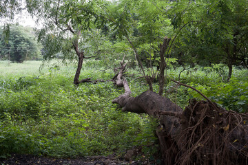 Borivali, Maharashtra / India - September 10, 2006: The view of the tree trunk in the park.