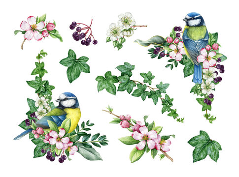 Vintage style spring season decor set with birds and flowers. Watercolor illustration. Hand drawn blue tit bird, garden flowers, elderberry, ivy, leaves element set. Springtime painted cozy collection