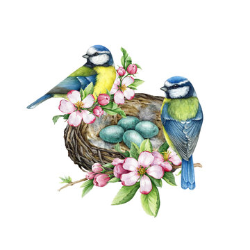 Birds on the nest vintage style decor element. Watercolor illustration. Hand drawn blue tit birds on the nest with eggs and garden flowers, green leaves. Springtime decoration. White background