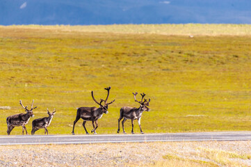 Telephot shot of a group of running reindeer in Northern Norway.