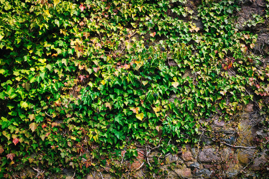 Green leaves background - Mauer - Hintergrund  - Wall - Background - Brick - Stones - Decay - Wallpaper - Grunge - Damaged - Broken - Concrete - Facade - High quality photo