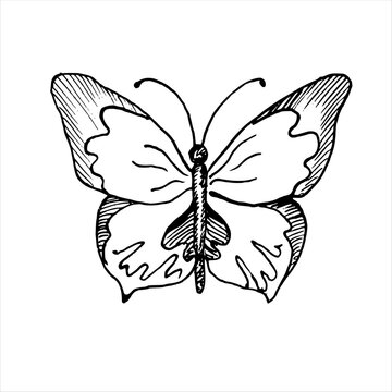 Vector drawing of Butterfly. Hand drawn linear illustration of flying insect in black and white colors. Vintage outline sketch for icon or logo painted by inks for greeting cards