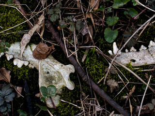 Animal skull in moss lies in forest