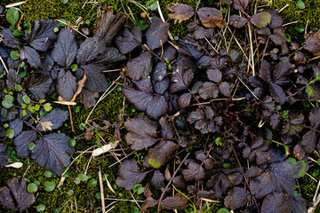 texture of brazen hussy in the forest