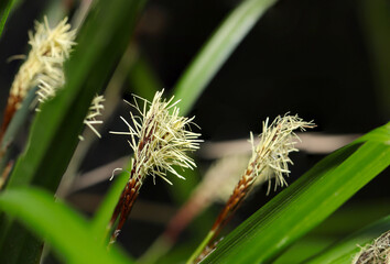 Japanese Carex lanceolata (Hikagesuge) that opens its white brush-like male spikelets...