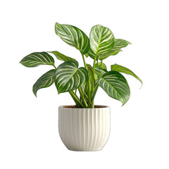 Striped Green Transparent Cut Out of Philodendron hobo Philodendron spp on White Background