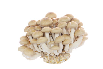 Japanese mushrooms Shimeji on a white background