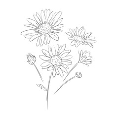 Herb medicinal chamomile. Hand drawn flower vector illustration, chamomile with stem and leaves, sketch bouquet of wildflowers.