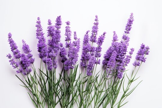 Vibrant Lavender Flowers Isolated on White Background