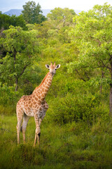 A giraffe stands amidst the lush greenery of Kruger National Park. The calm creature, with its iconic spotted coat and long neck, surveys its surroundings. Trees and green foliage frame the giraffe as