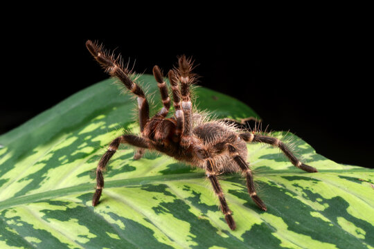 chaco golden knee gramostola pulcrips raises a leg on the leaf