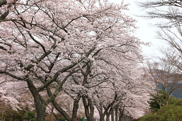 桜咲く冨士霊園。花曇りのもと、桜に彩られる公園墓地。