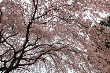 桜咲く冨士霊園。花曇りのもと、桜に彩られる公園墓地。
