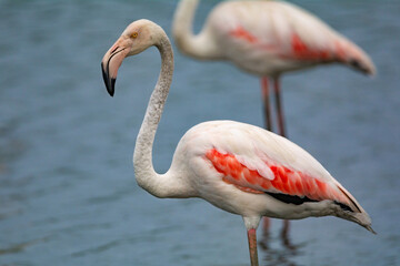 Phoenicopterus roseus