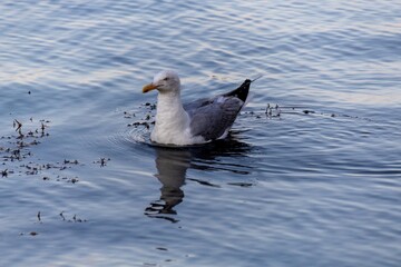 seagull in the water