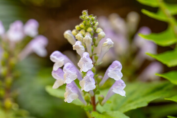 奄美大島　 アカボシタツナミソウ