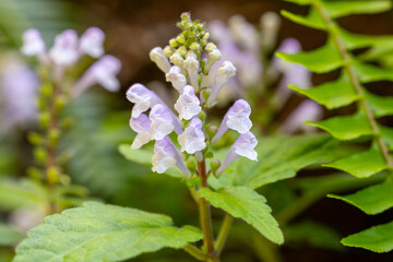 奄美大島　 アカボシタツナミソウ