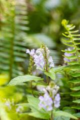 奄美大島　 アカボシタツナミソウ