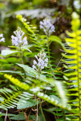 奄美大島　 アカボシタツナミソウ