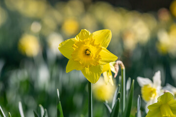 A vibrant daffodil blooming in March - 755527132